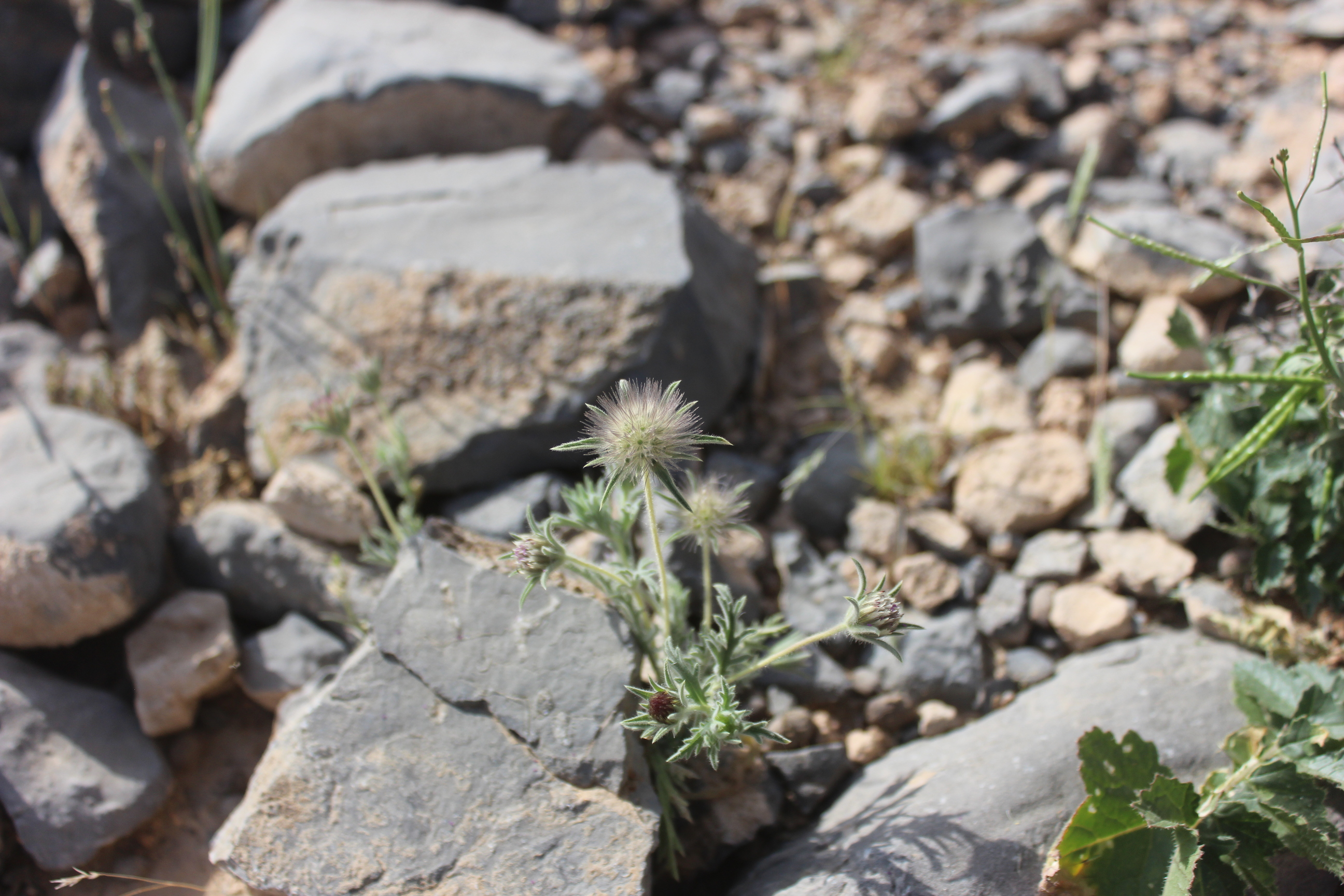 Plant Image